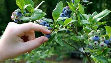 Augmenter fortement la proportion d'arbres et buissons de fruits comestibles à Rambouillet